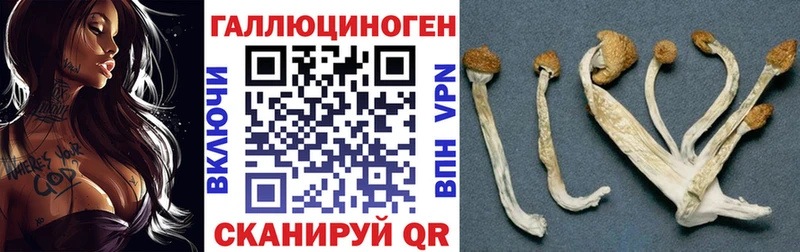 Купить  Оленегорск  Псилоцибиновые грибы мицелий 